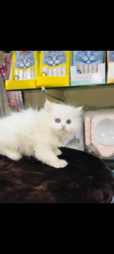 persian cat for sale MywatsapppNumber 0320-19-06-573
