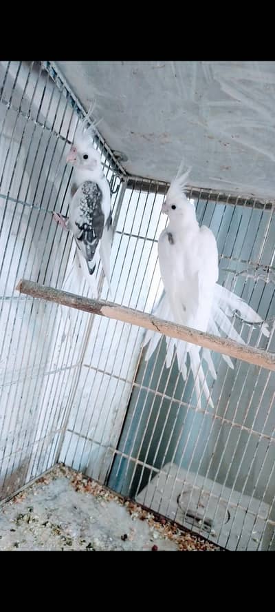 spotted male heavy pide female