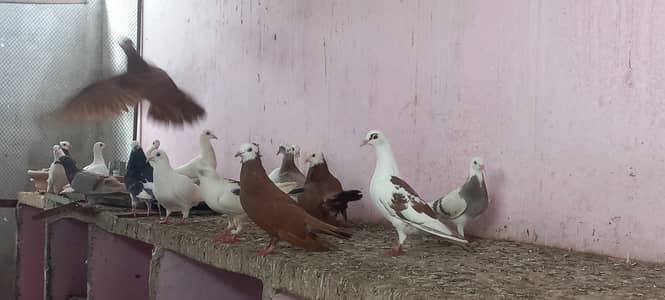 Top quality pigeons Mix kabutars