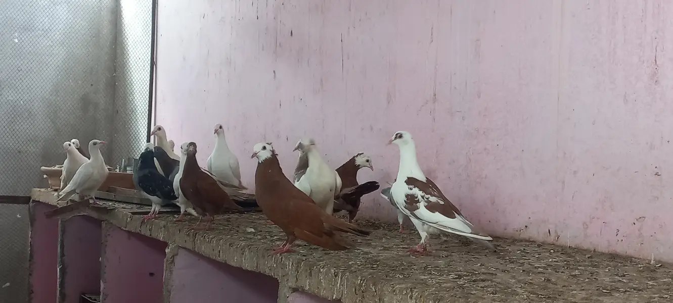 Top quality pigeons Mix kabutars — photo 2