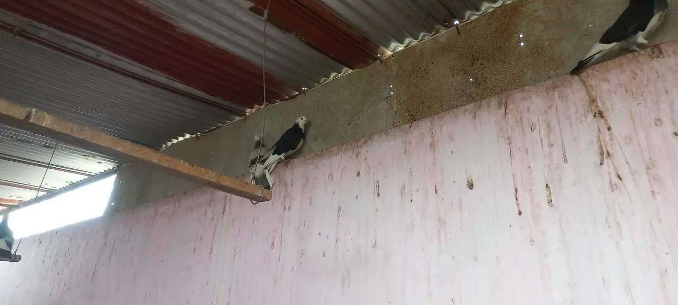 Top quality pigeons Mix kabutars — photo 3