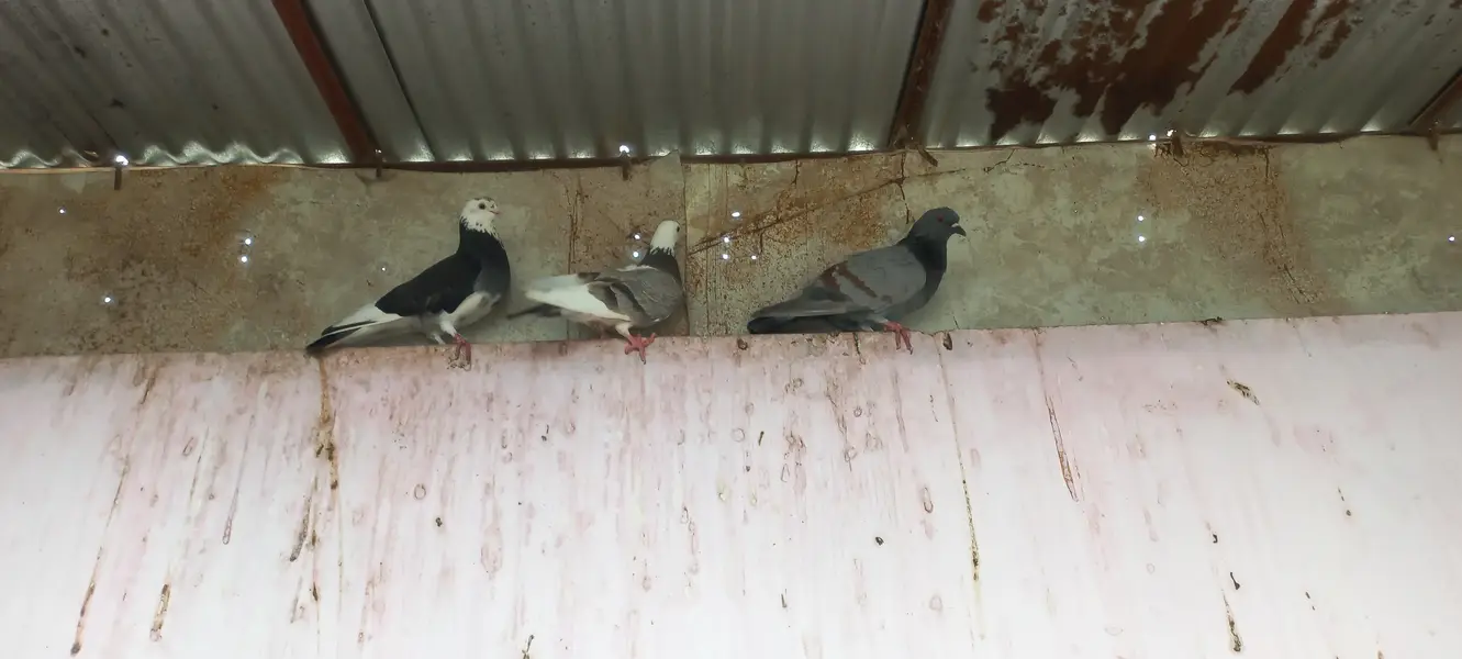 Top quality pigeons Mix kabutars — photo 4