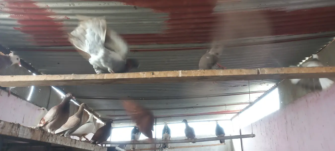 Top quality pigeons Mix kabutars — photo 5