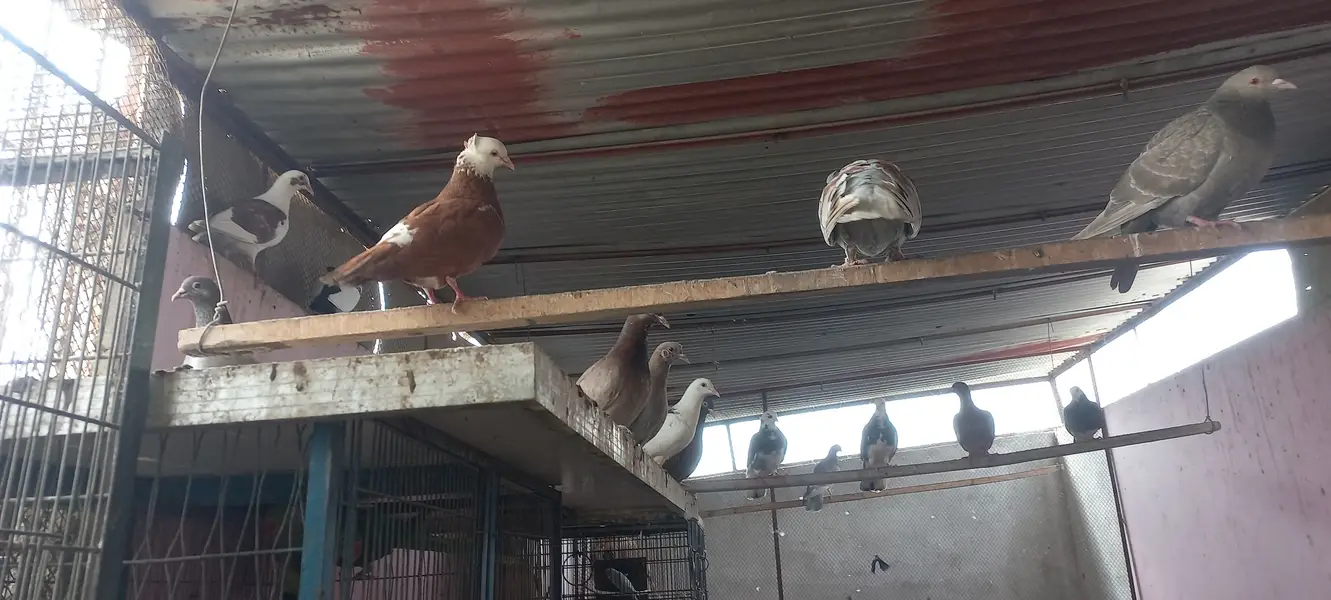 Top quality pigeons Mix kabutars — photo 6