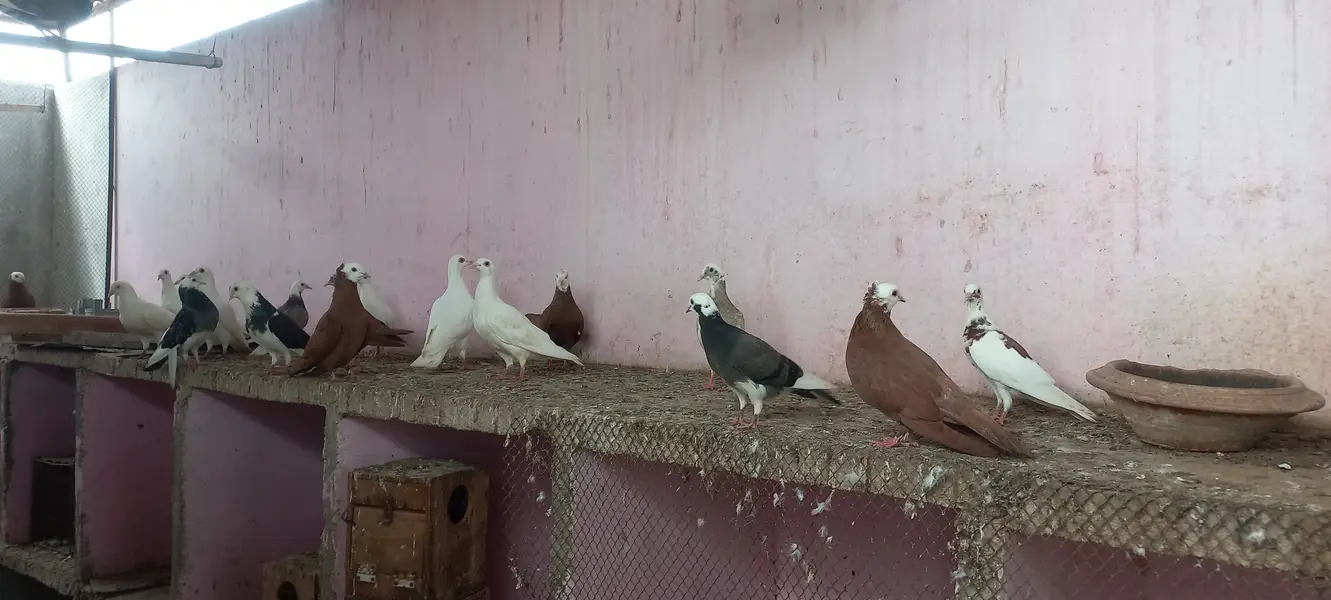 Top quality pigeons Mix kabutars — photo 7