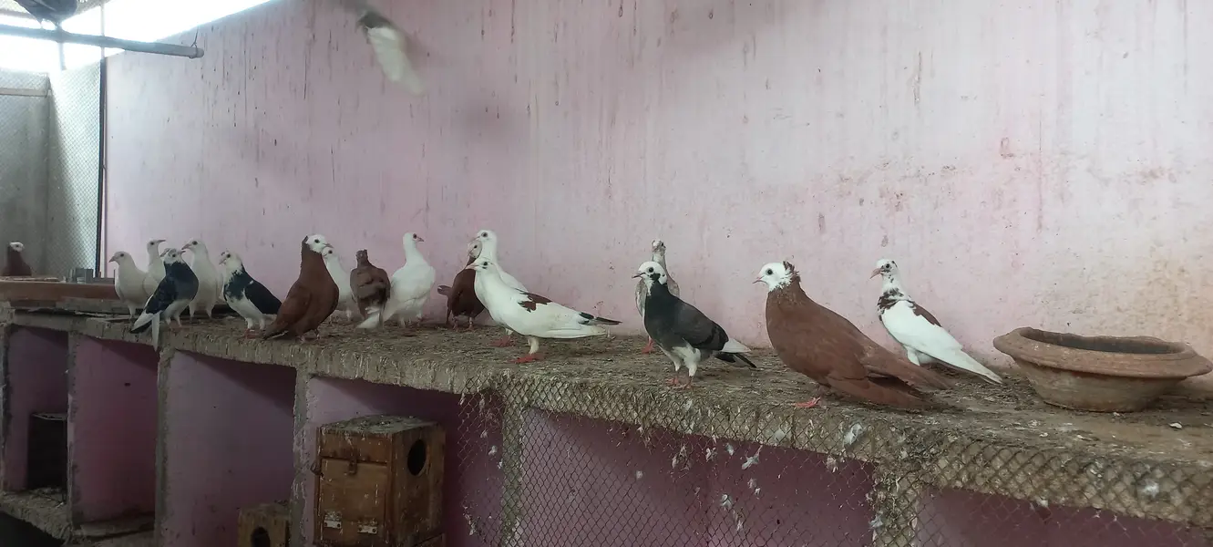 Top quality pigeons Mix kabutars — photo 8