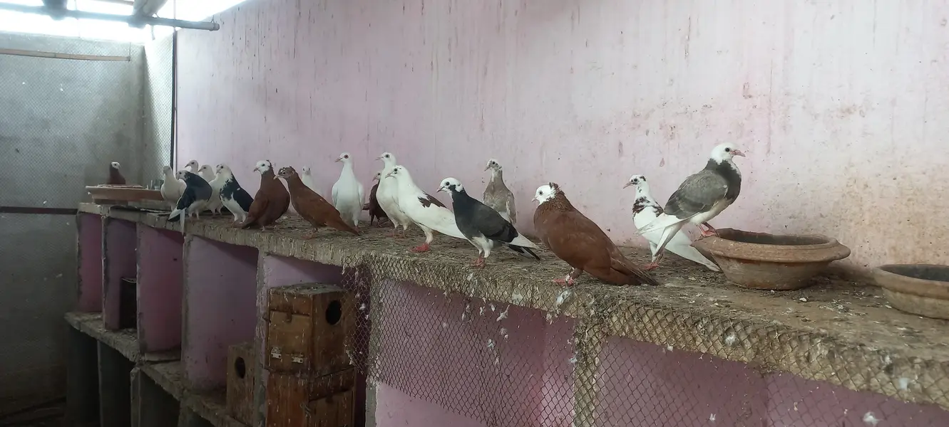 Top quality pigeons Mix kabutars — photo 9