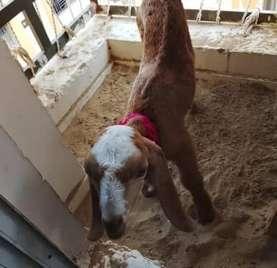 Munda Tapra Bakra for sale