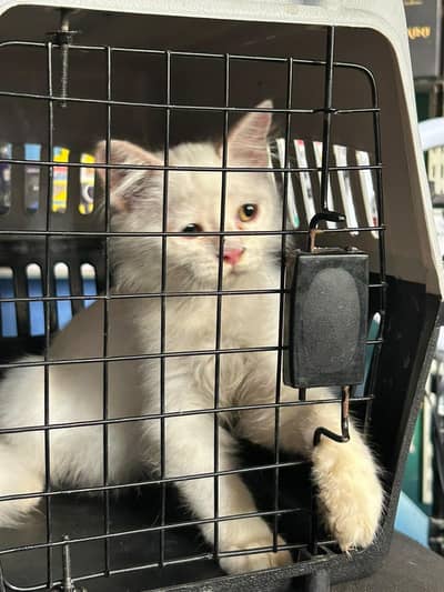 Cat with Cage