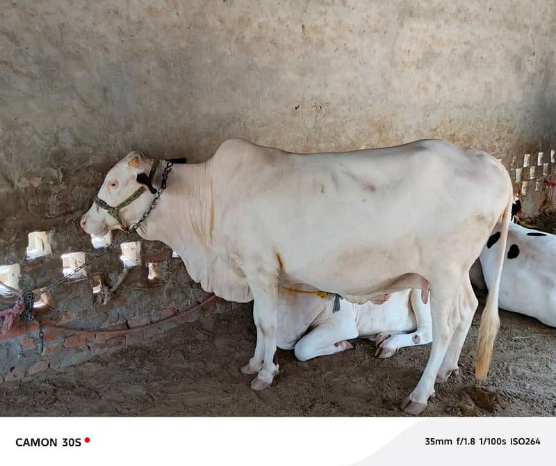 چولستانی نوکری گلابی ہونٹ پچھڑی 0