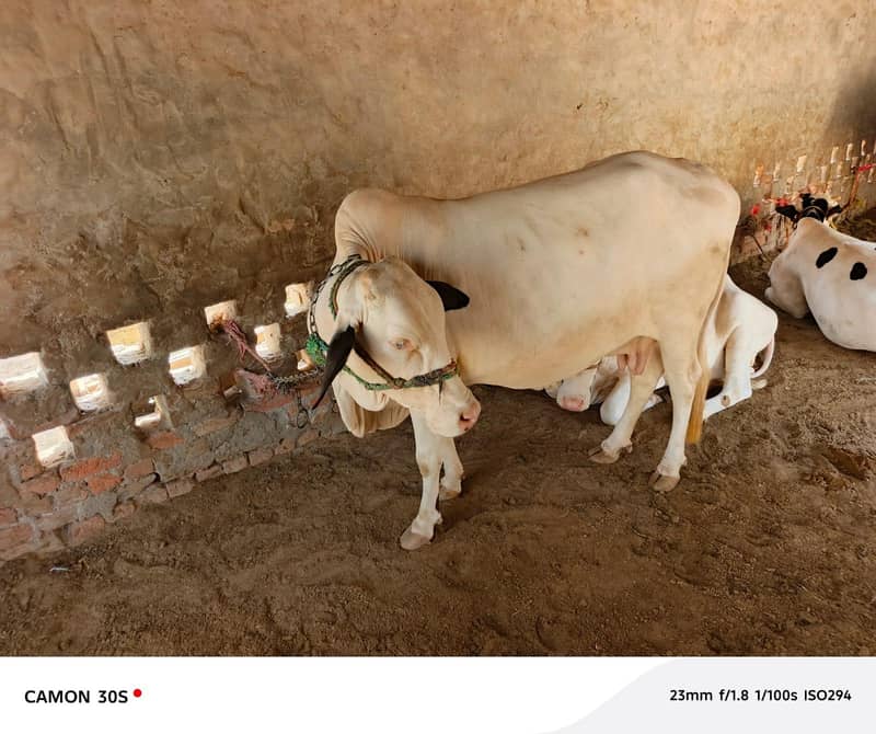 چولستانی نوکری گلابی ہونٹ پچھڑی 1