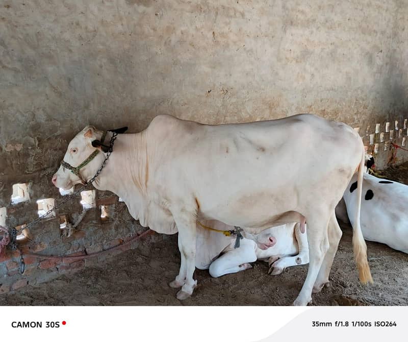 چولستانی نوکری گلابی ہونٹ پچھڑی 2
