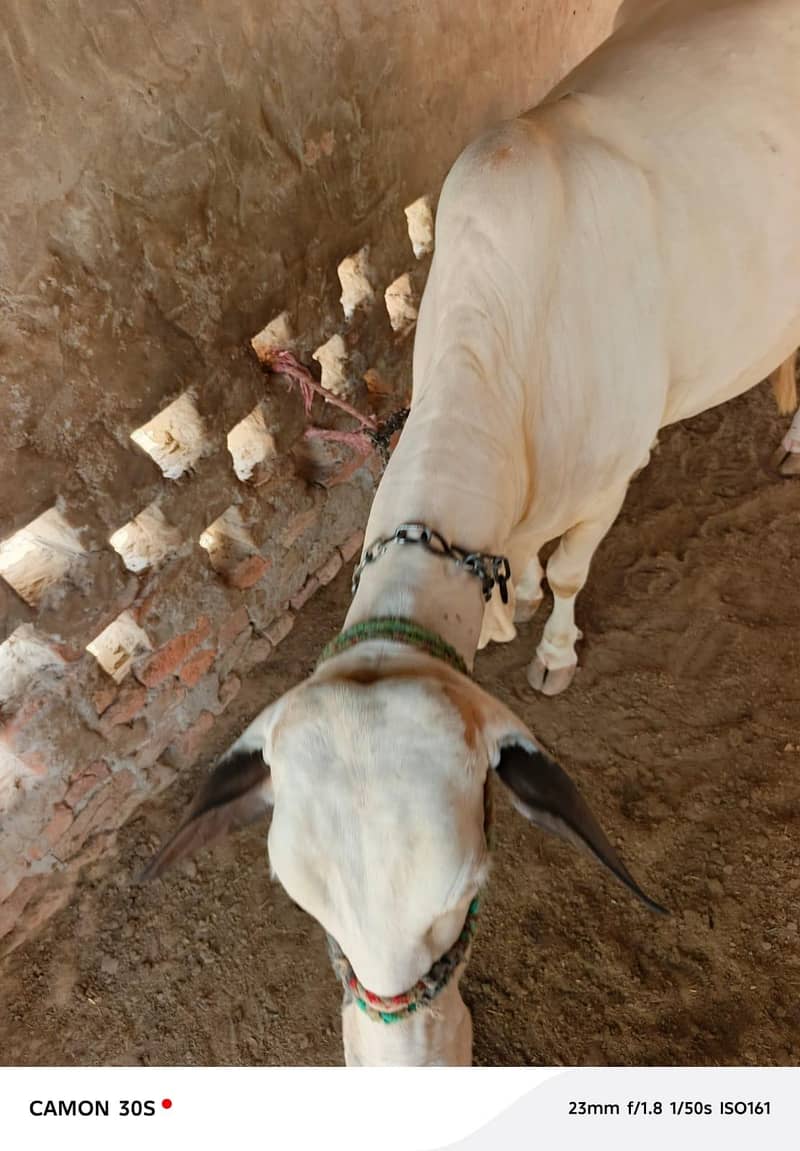 چولستانی نوکری گلابی ہونٹ پچھڑی 4