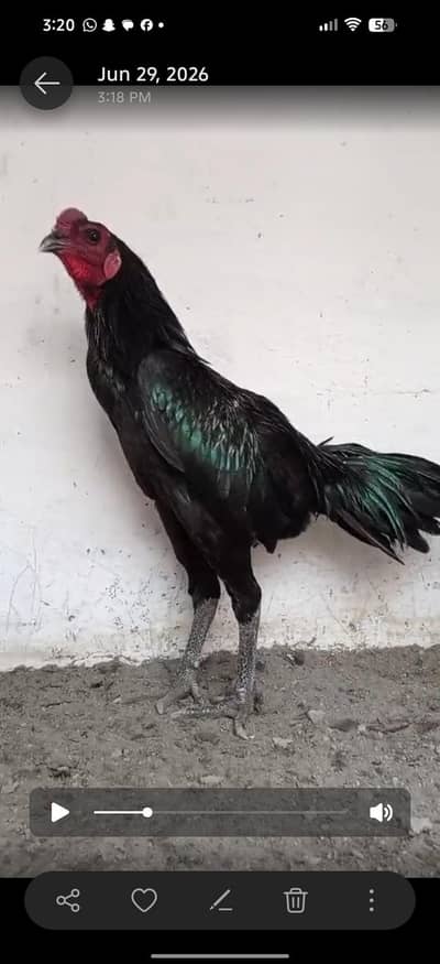 Aseel dragon chicks for sale