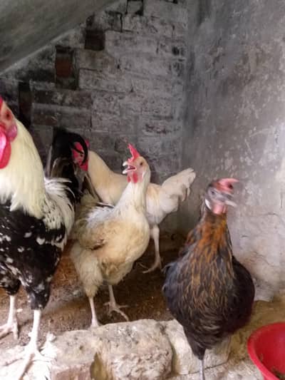One pair of White leghorn and one black hen and one Young pair