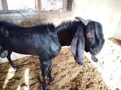 andal bakra