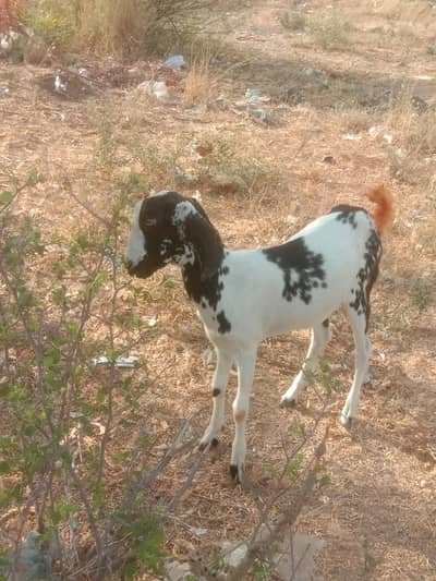 teddy size ki Bakri ka bacha ha