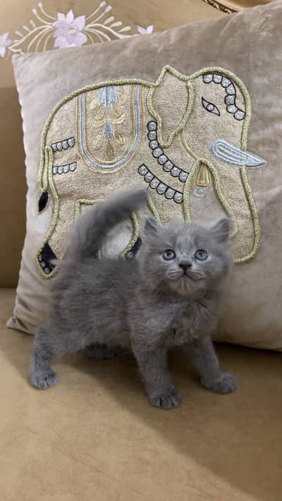 Gray persian kitten