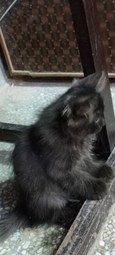 Persian Cat for Sale