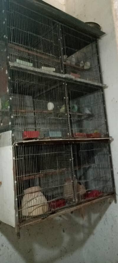 budgies