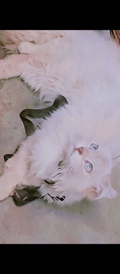 American Curl Cross Male Cat - Blue Eyes - 7 Months - Healthy