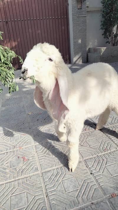 dumba sheep bakra goat mundra kajla larkana abluck gulabi baby sheep