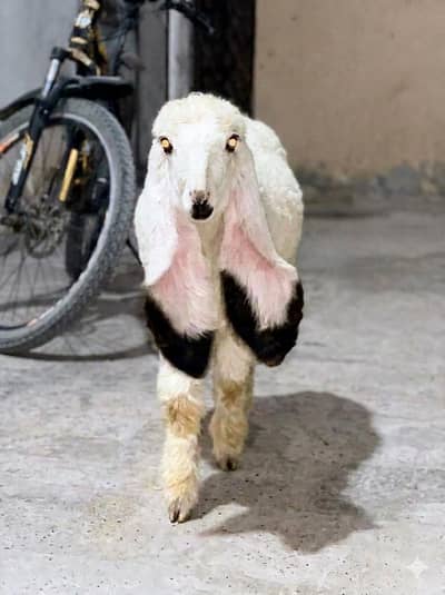 dumba sheep bakra goat mundra kajla larkana abluck gulabi baby sheep
