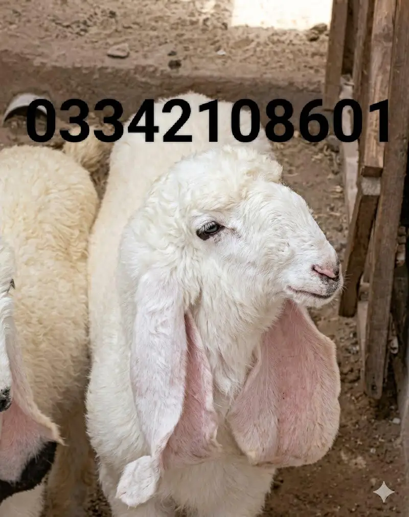 dumba sheep bakra goat mundra kajla larkana abluck gulabi baby sheep — photo 5
