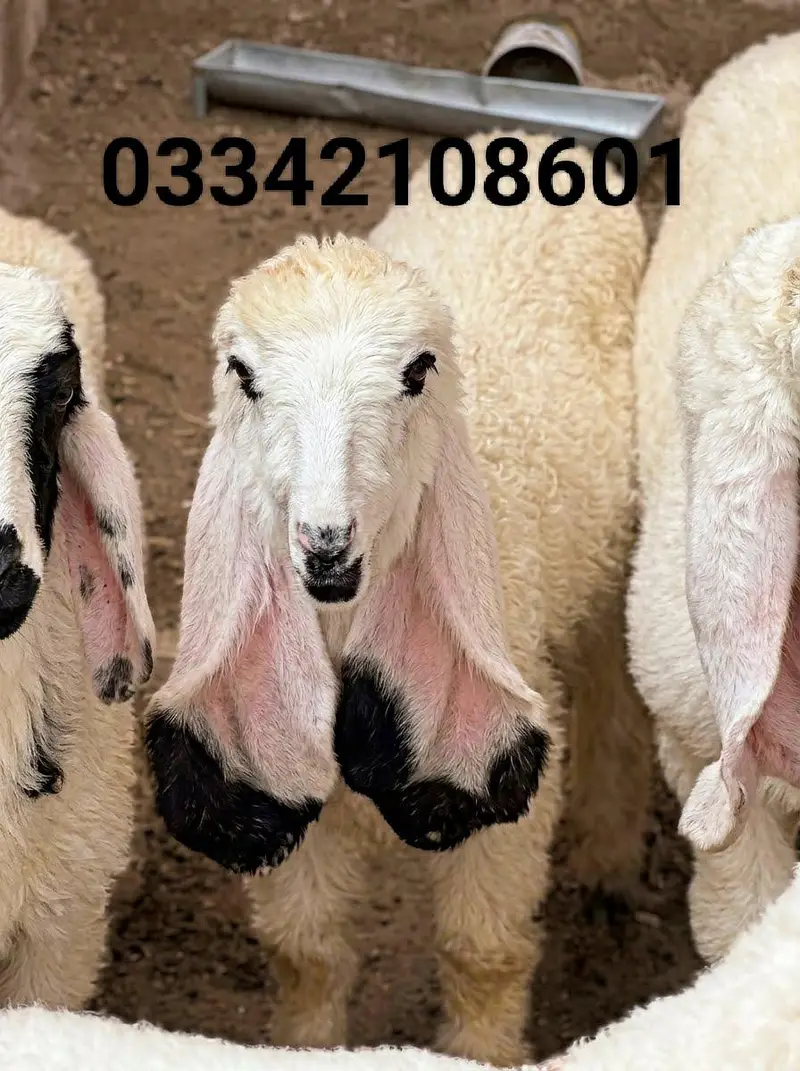 dumba sheep bakra goat mundra kajla larkana abluck gulabi baby sheep — photo 7