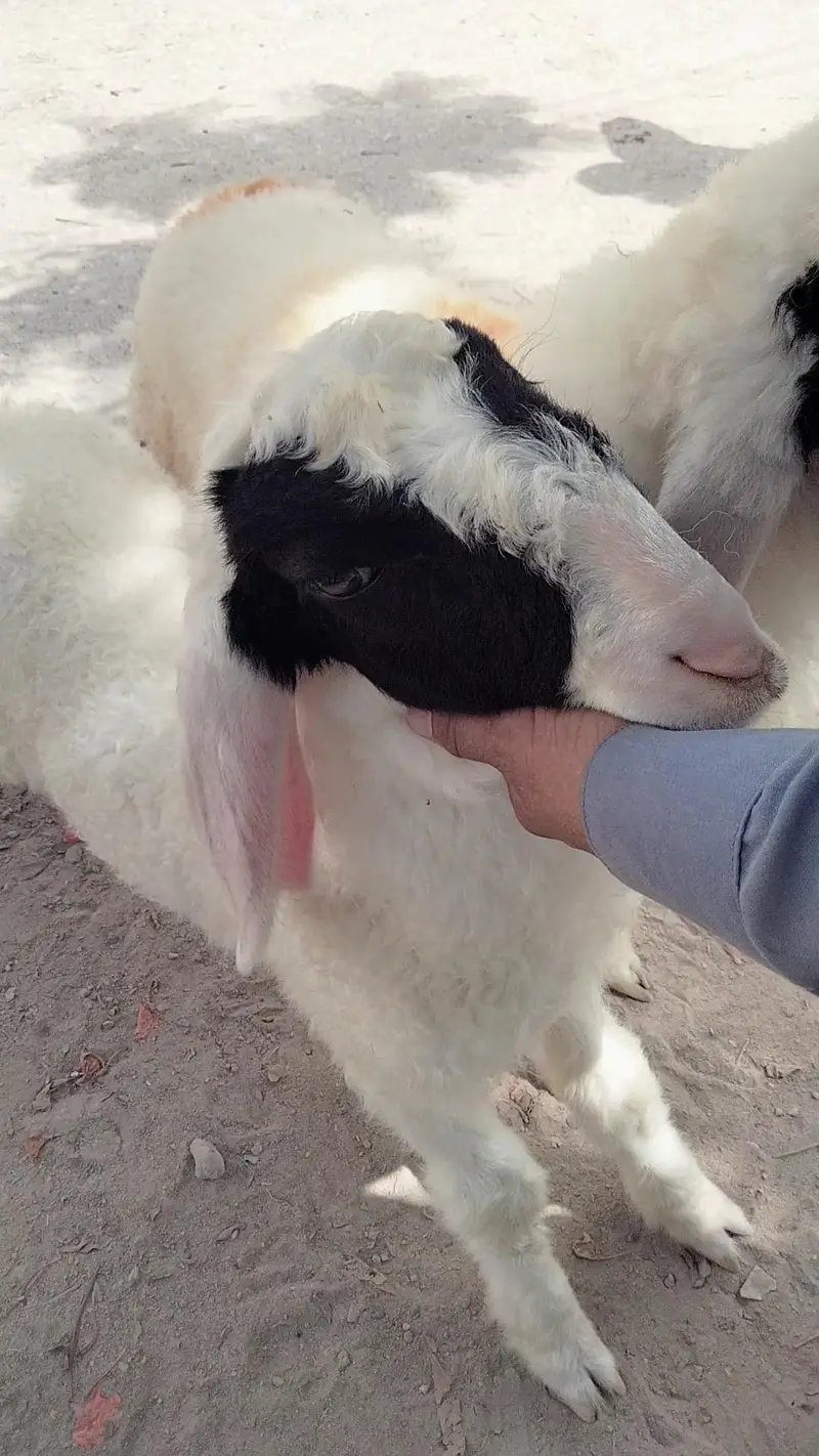 dumba sheep bakra goat mundra kajla larkana abluck gulabi baby sheep — photo 4