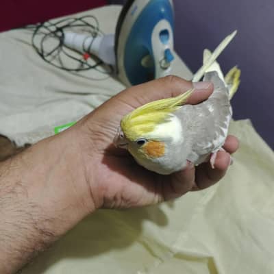 cocktail hand tamed zero bite