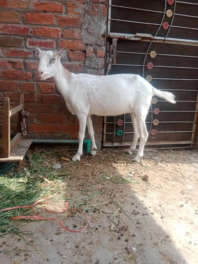 Beautiful mix gulabi female for details 03188488200