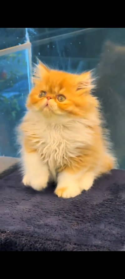 Persian cat's vaccinated  healthy active/WhatsApp 03254583038