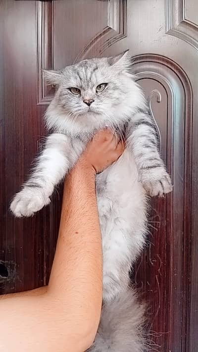 Persian Tripple Coated Female