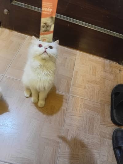 odd eye breeder female