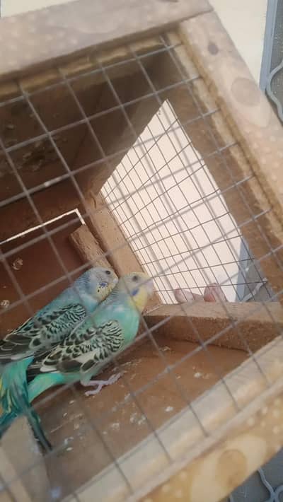 budgies parrots