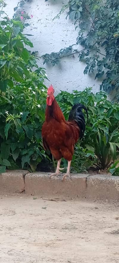 Golden Cock