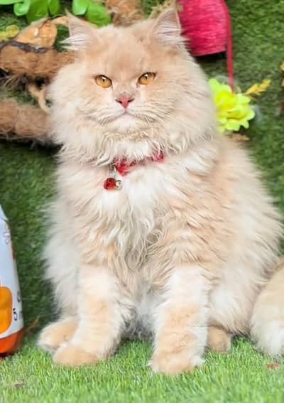 Persian cat  triple coat Punch face face WhatsApp number 03281008492