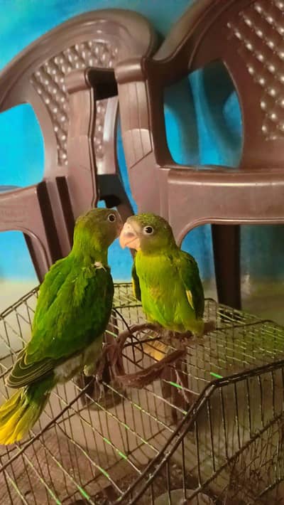 green parrot 