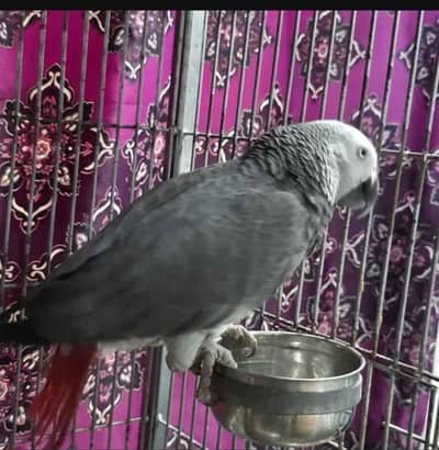 African gtey parrot for sale