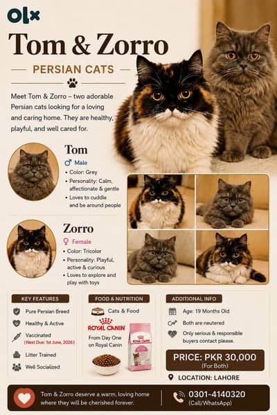 Persian Cats for Sale – Tom & Zorro