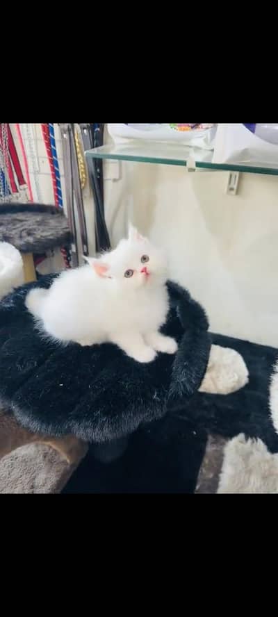 persian cat for sale MywatsapppNumber 0320-19-06-573