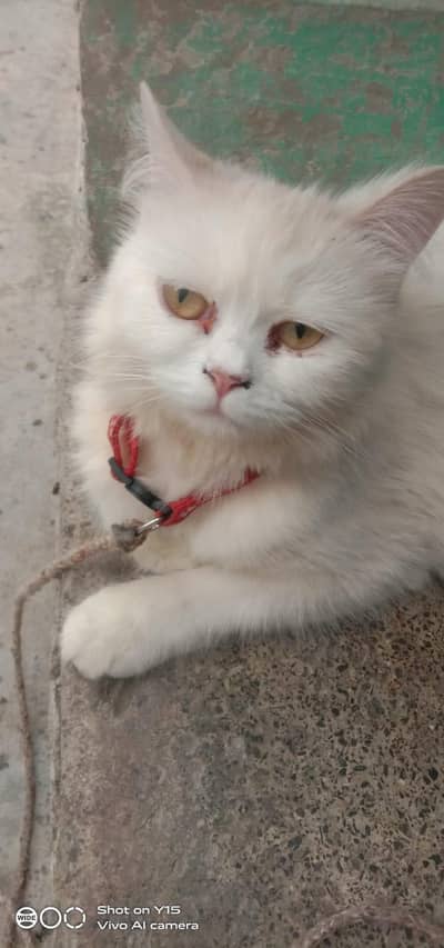 Mother with pair Persian triple coated kitten