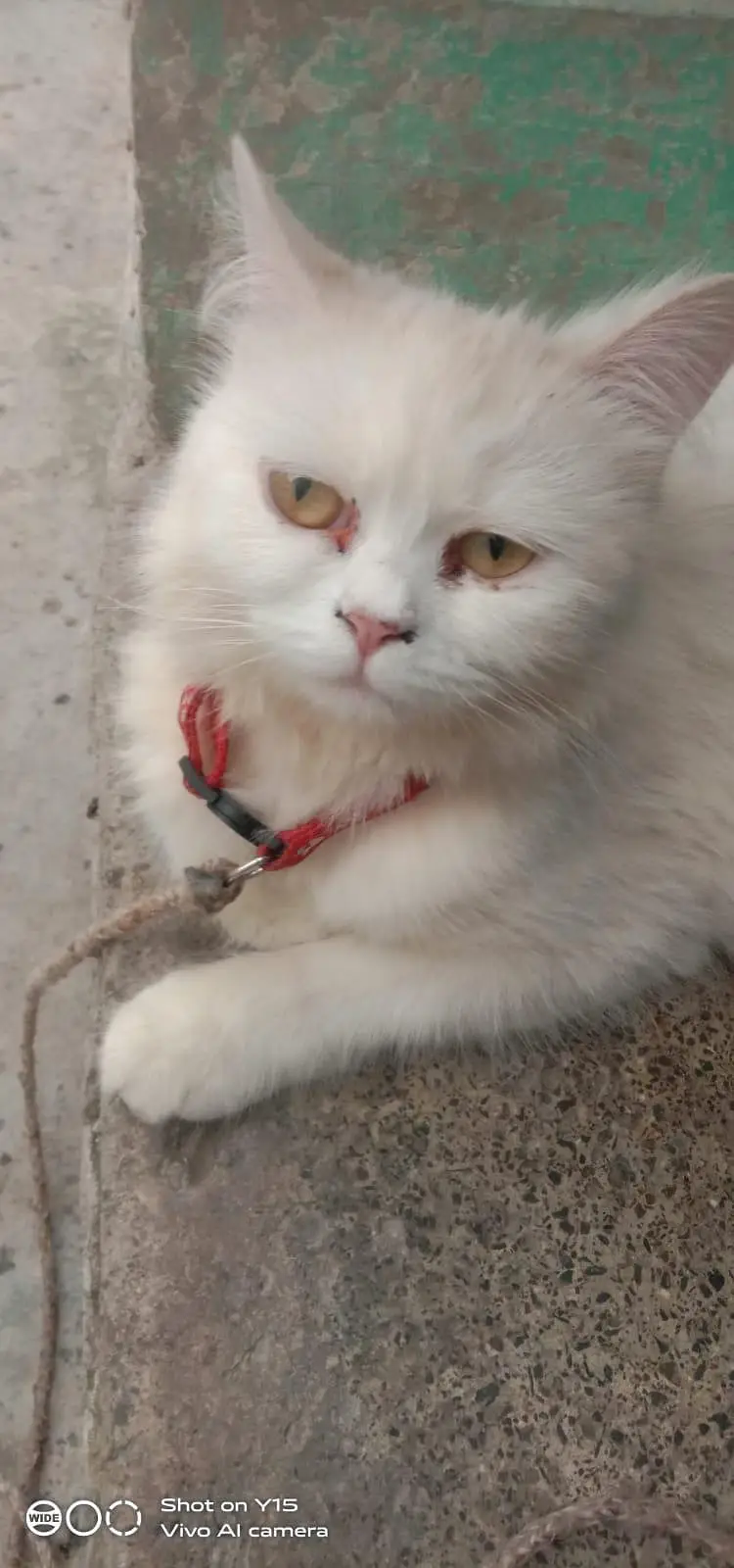 Mother with pair Persian triple coated kitten