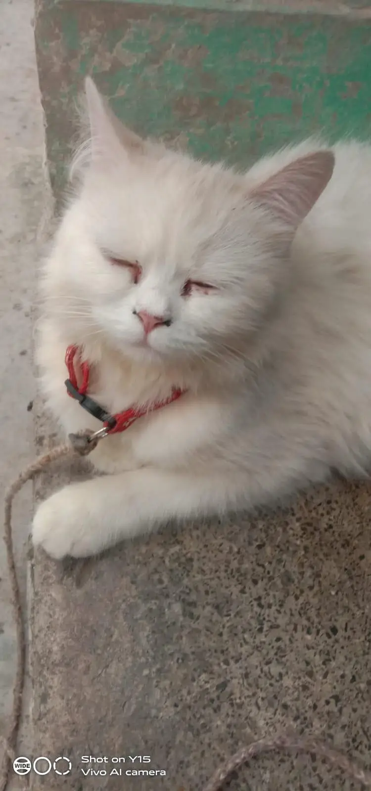 Mother with pair Persian triple coated kitten — photo 2