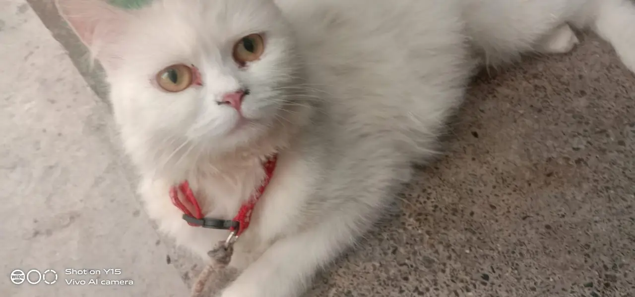 Mother with pair Persian triple coated kitten — photo 3