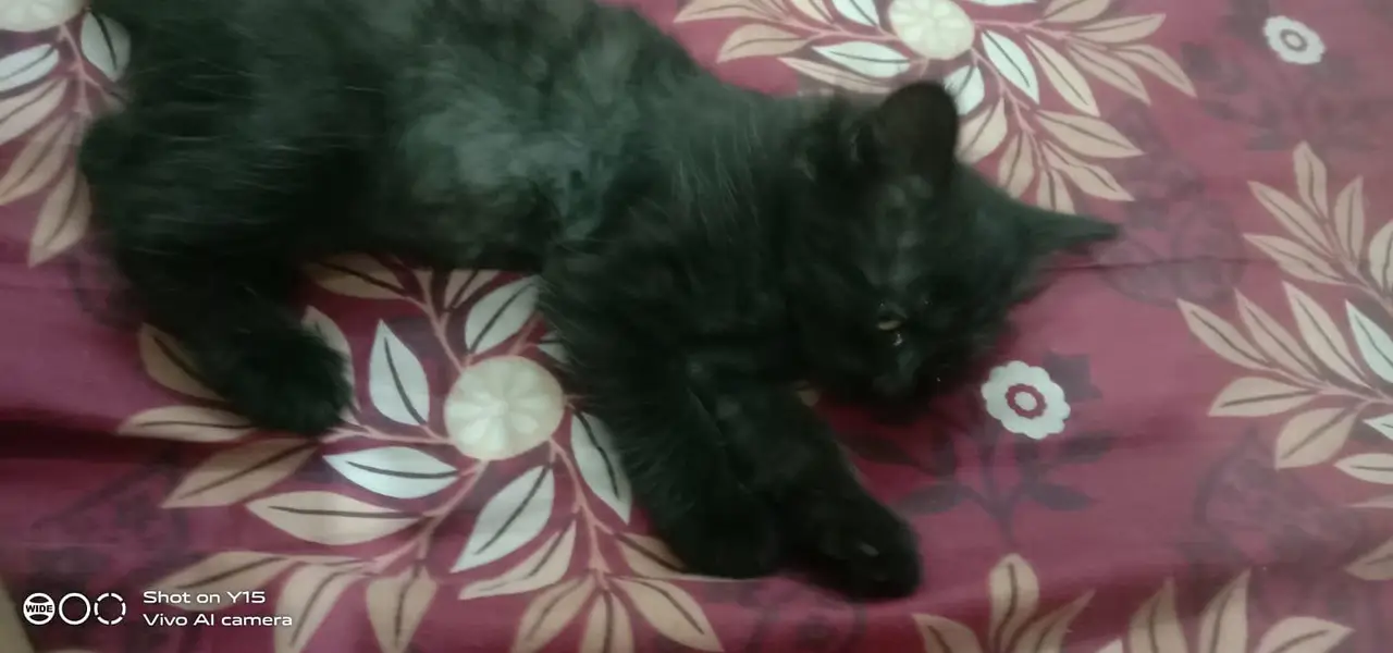 Mother with pair Persian triple coated kitten — photo 4