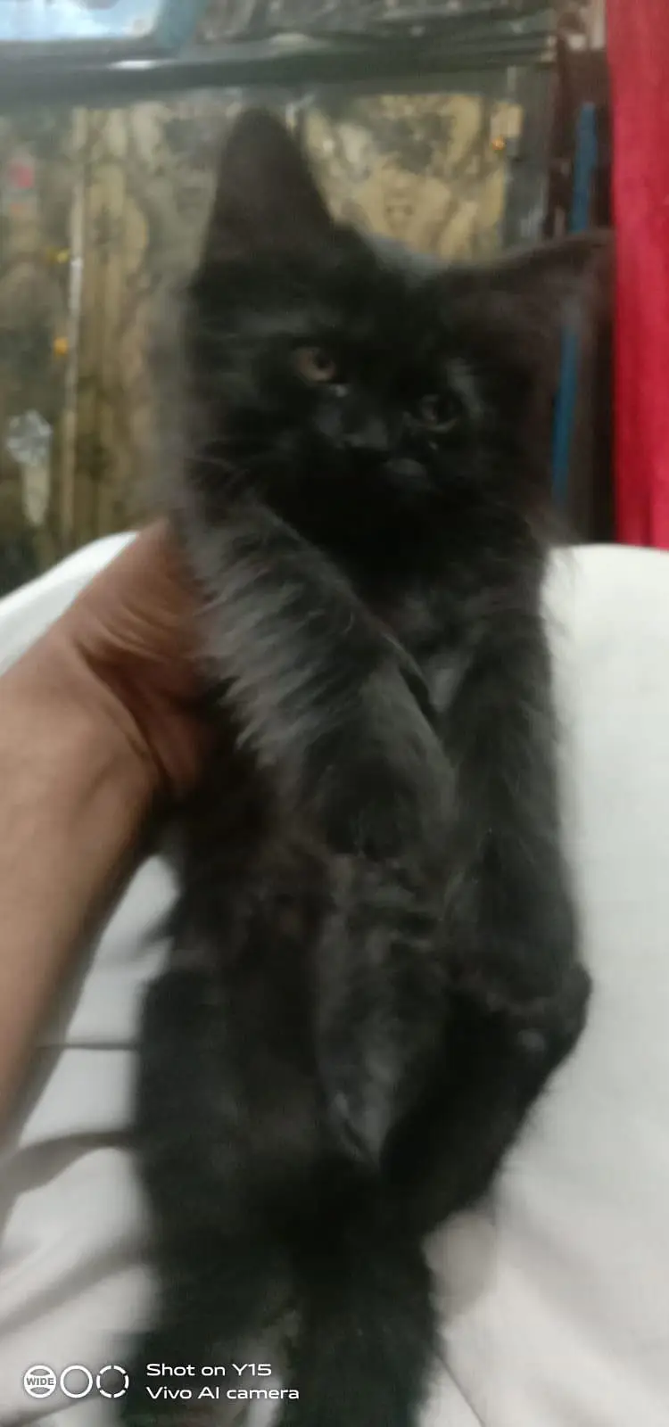 Mother with pair Persian triple coated kitten — photo 5