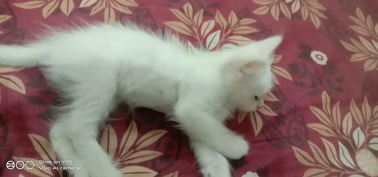 Mother with pair Persian triple coated kitten — photo 6