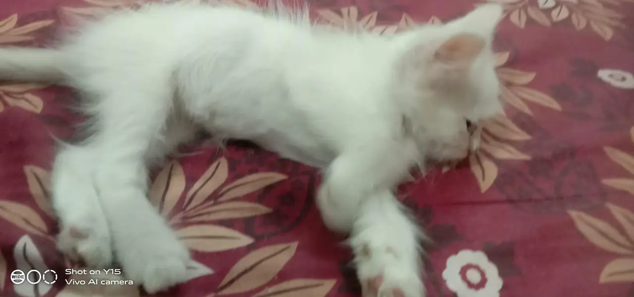 Mother with pair Persian triple coated kitten — photo 8